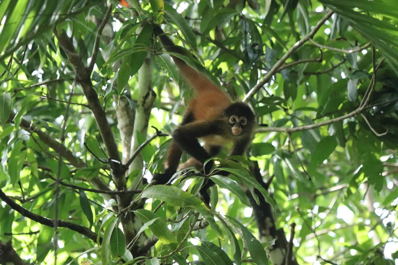 Four Monkeys Eco Lodge Jungle & Beach - The House Cabo Matapalo Εξωτερικό φωτογραφία