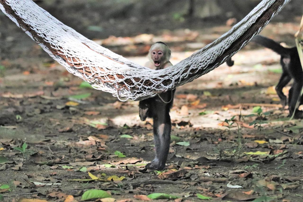 Four Monkeys Eco Lodge Jungle & Beach - The House Cabo Matapalo Εξωτερικό φωτογραφία