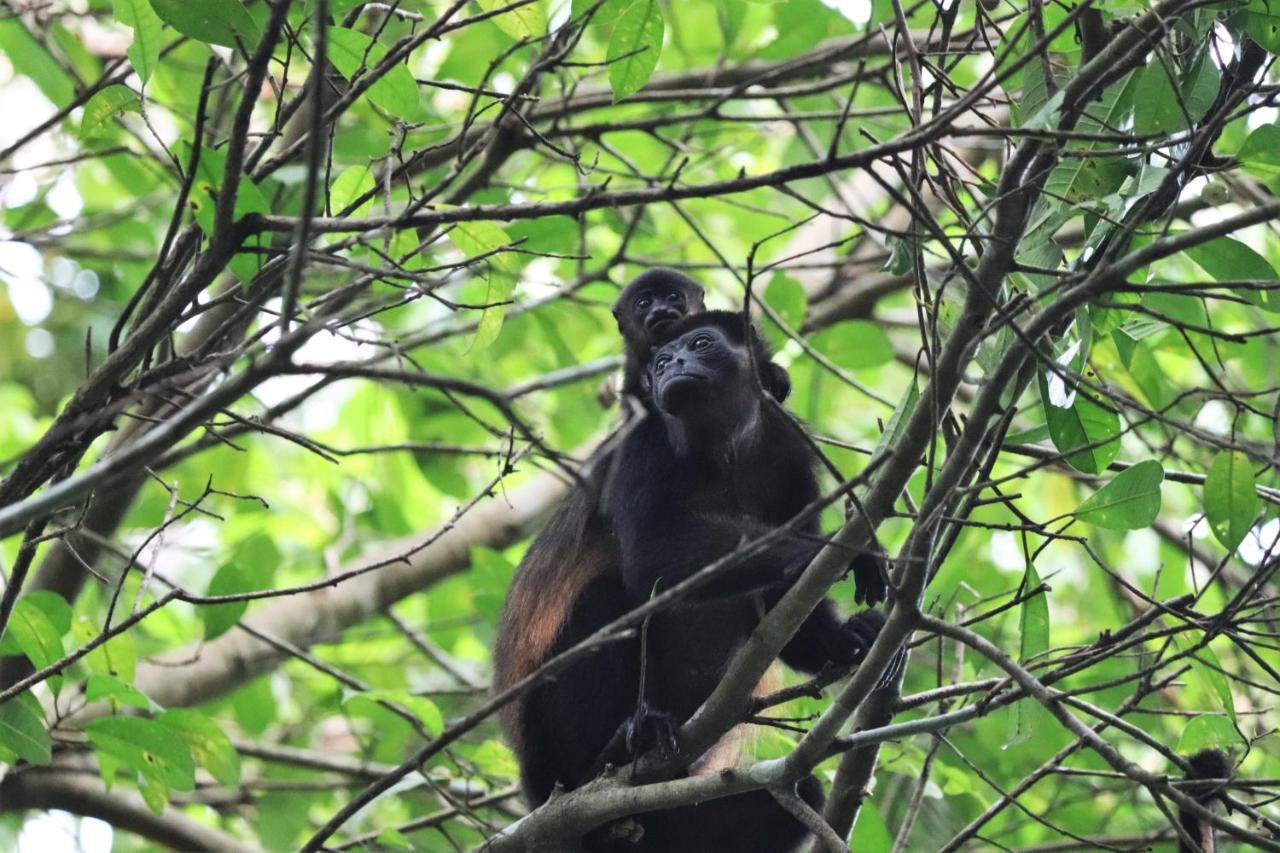 Four Monkeys Eco Lodge Jungle & Beach - The House Cabo Matapalo Εξωτερικό φωτογραφία