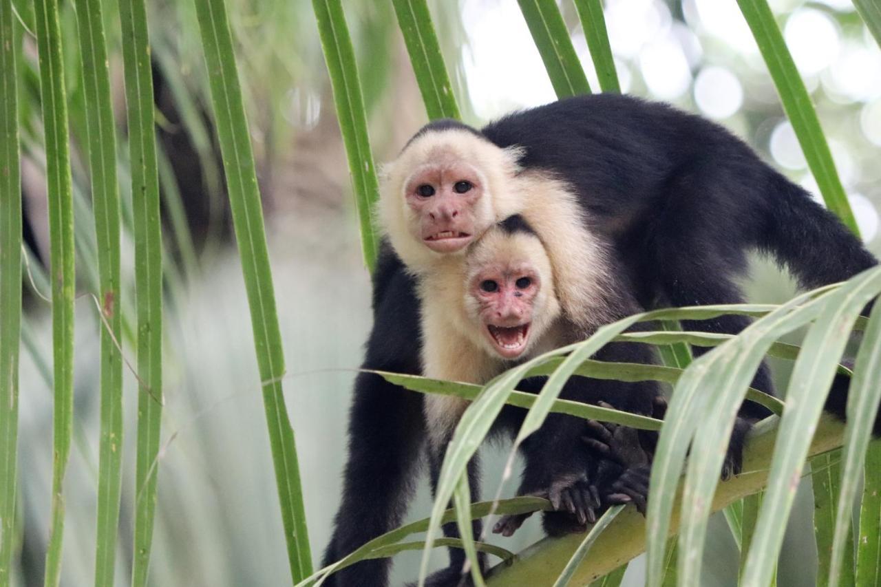 Four Monkeys Eco Lodge Jungle & Beach - The House Cabo Matapalo Εξωτερικό φωτογραφία
