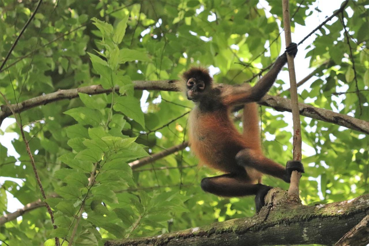 Four Monkeys Eco Lodge Jungle & Beach - The House Cabo Matapalo Εξωτερικό φωτογραφία
