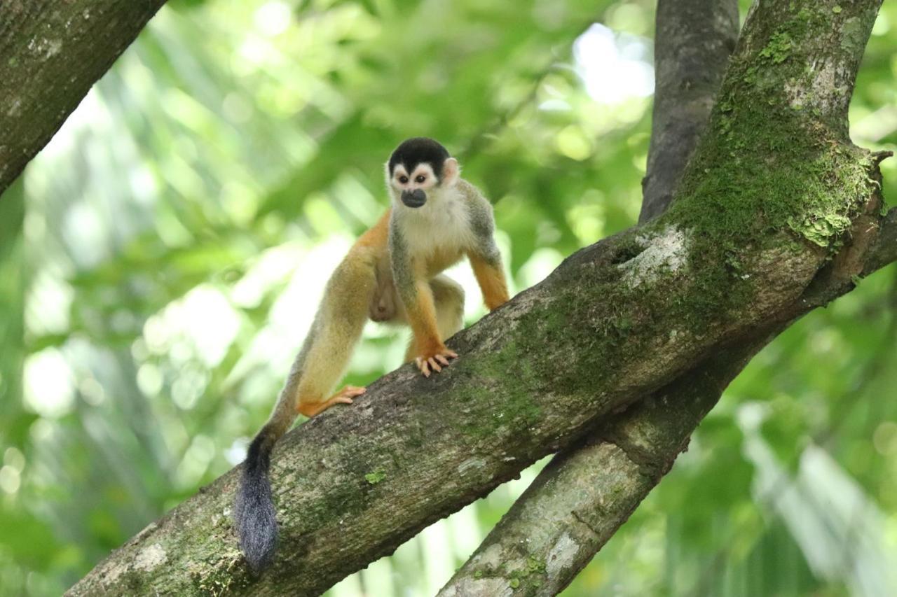 Four Monkeys Eco Lodge Jungle & Beach - The House Cabo Matapalo Εξωτερικό φωτογραφία