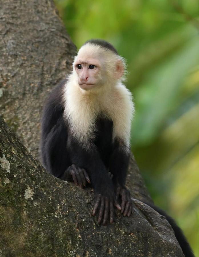 Four Monkeys Eco Lodge Jungle & Beach - The House Cabo Matapalo Εξωτερικό φωτογραφία